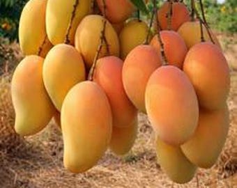 MAHA Chanok Grafted Mango Tree – Live Tropical Fruit Plant 2–3 ft Tall