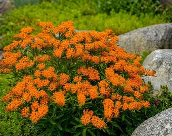 10 Butterfly Weed (Asclepias Tuberosa) Bare Root Plants – Native Milkweed Wildflower, Pleurisy Root