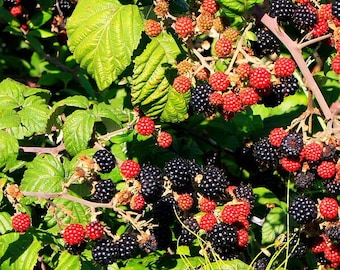 10 Prime-Ark Freedom Thornless Blackberry Plants, Bare Root Fruit Bushes, Sweet Starter Plants