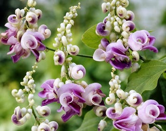 Corkscrew Vine Plant – Quart Pot, Summer Purple, Ivory & Yellow Blooms, Fast Growing Climbing Vine