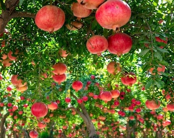 Eversweet Pomegranate Tree – Live Sweet Seedless Fruit Plant – Tropical Pomegranate