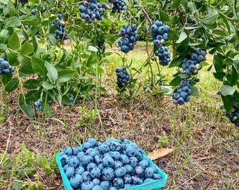 Blueberry Duo Collection – 2 Live Blue & Pink Berry Plants in Quart Pots