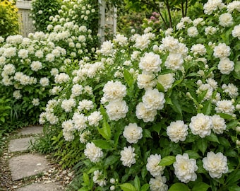 Large Grand Duke of Tuscany Jasmine Plant | Fragrant White Blooms in 10” Pot