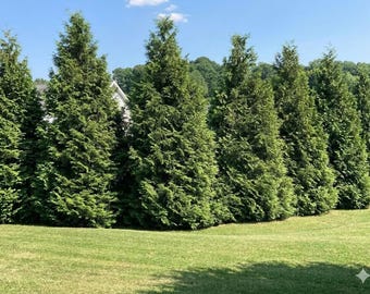 10 Green Giant Arborvitae Trees – Fast Growing Evergreen Privacy Hedge – Live Starter Plants