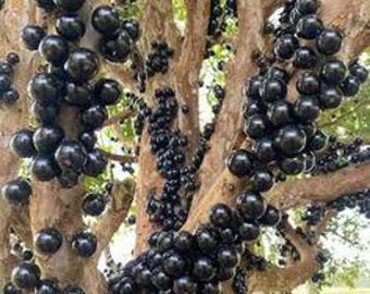 Jaboticaba Brazilian Grape Tree – Live Fruiting Plant in 4” Pot – Pencil Thick Trunk