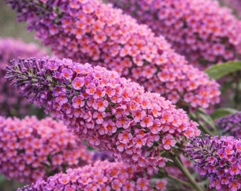 Bicolor Butterfly Bush (Buddleia) – Non-Invasive Hybrid, Summer Lilac Blooms, 8–10” Tall Plant