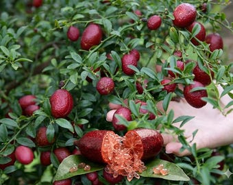 Grafted Red Lime Tree – 3ft Tall Live Citrus Plant (No Shipping to California)