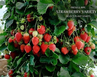 50 Honeoye Strawberry Plants – Organically Grown Bare Root Bundle