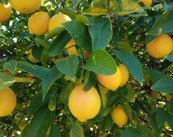 Air-Layered Dwarf Meyer Lemon Tree – Fast Fruit Production, Live Citrus Plant (No Ship CA)