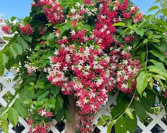 Rangoon Creeper Plant in 5 Gallon Pot with Trellis – Single Layer