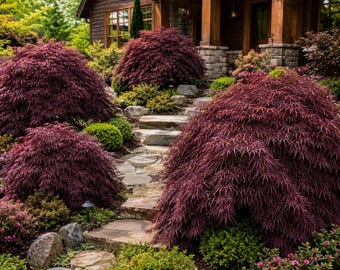 Crimson Queen Japanese Maple Live Plant (2.5 QT) | Weeping Red Laceleaf Dwarf Tree