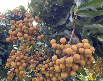 Air-Layered Kohala Longan Tree – Live Tropical Plant, 3 ft Tall in 3 Gallon Pot