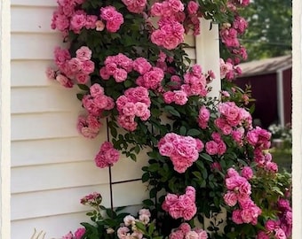Peggy Martin Rose Bush – Thornless Climbing Rose with Pink Blooms