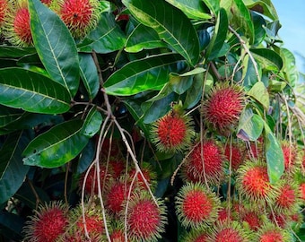 Air-Layered Big Rambutan Tree (Nephelium lappaceum) – Live Tropical Fruit Plant 2–3 ft Tall