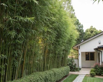 Phyllostachys Bissetii Bamboo – Cold Hardy to -15 Degrees, Fast Growing Privacy Screen, Bamboo Plant