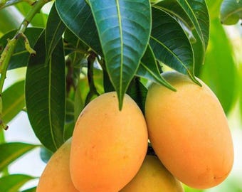 Pina Colada Dwarf Mango Tree Grafted – Tropical Plant 2–4 Ft – Ship All States