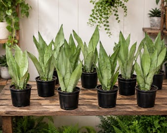Live Sansevieria Moonshine Snake Plant 6” Pot, Potted Indoor Plant, Air Purifying Houseplant