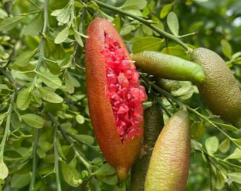 Red Finger Lime KB-8 Grafted Tree  Citrus 2FT Tall Rare Lime No Ship Ca