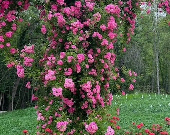 Peggy Martin Climbing Rose – Hardy Fast Growing Pink Climber | 1 Gallon Plant