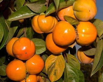 Jiro Fuyu Persimmon Tree – Non-Astringent, Self-Pollinating Asian Fruit Tree with Sweet Crisp