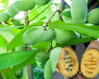 5 Pawpaw Trees (Asimina triloba) – Native Fruit Trees, Bare Root, Cold Hardy