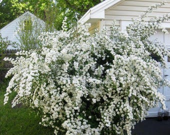 Bridal Wreath Spirea – White Spring Blooming Shrub | Fast Growing Landscape Plant