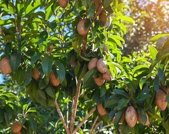 Sapodilla Live Tree 30–36” Tall – Nispero Chicozapote – Alano Hasya Makok Tikal Varieties