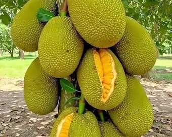 Grafted Jackfruit Tree ‘Golden Nugget’ – 2–3 ft Tall Live Fruit Tree (No Shipping to CA)