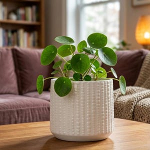 Textured Ceramic Planter Pot with Drainage Hole – Modern Minimalist White Plant Pot