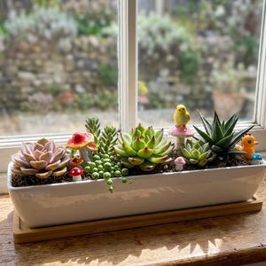 Può includere: Una fioriera rettangolare in ceramica bianca riempita con varie piante grasse, tra cui una rosetta rosa, rosette verdi e una succulenta appuntita. La fioriera è decorata con figurine di funghi e uccelli in miniatura. La fioriera poggia su un vassoio di legno.