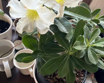 Bonsai Desert Rose- White flowers Adenium. Adult flowering plant.