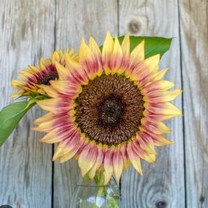 Könnte beinhalten: Nahaufnahme von zwei Sonnenblumen in einer Glasvase. Die Sonnenblumen haben gelbe Blütenblätter mit roten Spitzen und eine dunkelbraune Mitte. Der Hintergrund ist eine verwitterte, hellfarbige Holzoberfläche.