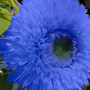 blauer Teddybär Sonnenblumenkerne 25 Samen