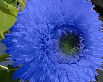 blauer Teddybär Sonnenblumenkerne 25 Samen