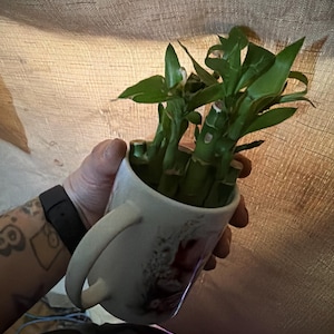 May include: A white ceramic mug with a handle, holding several stalks of green lucky bamboo. The bamboo has vibrant green leaves. The mug has a floral design. The background is a textured, tan fabric.
