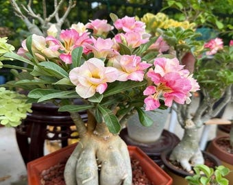 デザートローズの盆栽各種：春に向けて色鮮やかな花を咲かせます