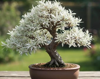 White Willow Bonsai Cutting: Fast Growing Tree for Beginners