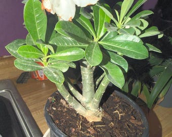 Bonsai Desert Rose- White flowers Adenium. Adult flowering plant.