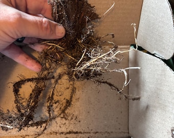 1 Iris rhizome Siberian sugar rush