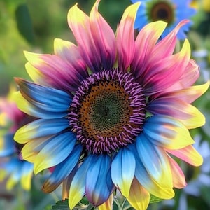 May include: A vibrant sunflower with petals in shades of yellow, pink, blue, and purple. The center of the flower is a deep brown with a textured appearance. The flower is in full bloom, showcasing its colorful petals.