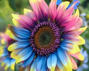 1-25ct Rare Rainbow Sunflower Seeds – Colorful Blooms for Garden Beds!