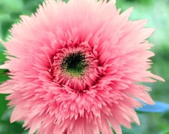 Pink Teddy Bear Sunflower Seeds – Heirloom Garden Blooms (25ct)