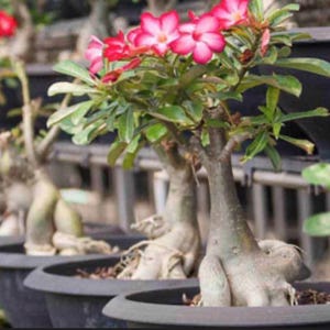 May include: Close-up of several potted bonsai plants. The plants have thick, textured trunks and are topped with green leaves and vibrant pink flowers. The pots are dark gray and arranged in a row.