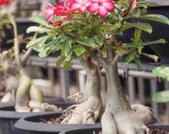 1-10ct Desert Rose Adenium Obsesum seeds 10 seeds.