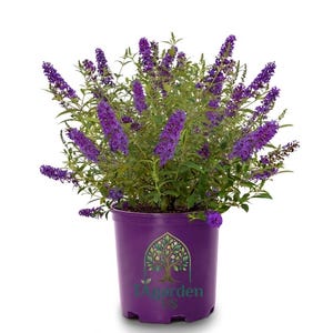 May include: A vibrant purple butterfly bush in a matching purple pot. The plant is full of long, cone-shaped flower clusters and green leaves. The pot has a logo with a tree design and the text "Garden US".