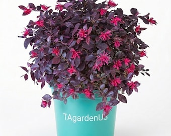 Purple Daydream Loropetalum Live Shrub in 2,5QT Grower Pot