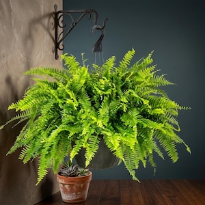 20-24" Wide Live Boston Fern - 1.5-Gallon Grower Pot Indoor Plant