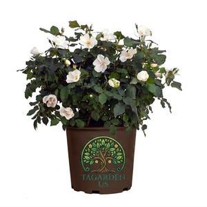 May include: A potted rose plant with white flowers and dark green leaves. The plant is in a brown pot with the text "TAGARDEN US" and a tree logo. The roses are in full bloom.