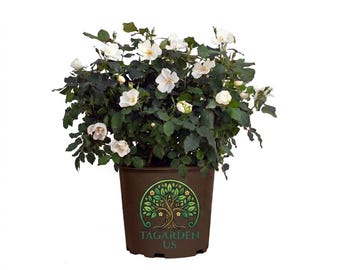White Double Knock Out Rose: Low-Maintenance Live Plant, 2-Gallon Pot