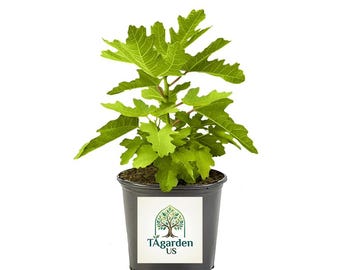 Arbustos vivos de higuera Black Mission (1 galón)